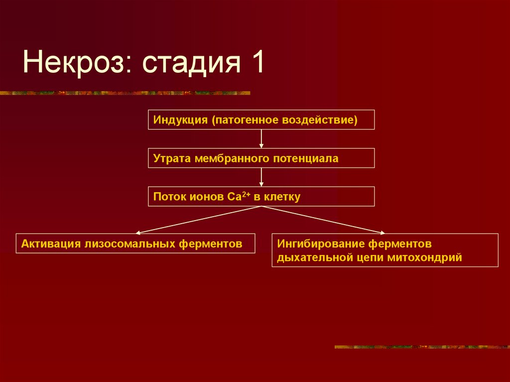 Стадии некроза. Процесс развития некроза. Этапы некроза. Стадии некротического процесса.