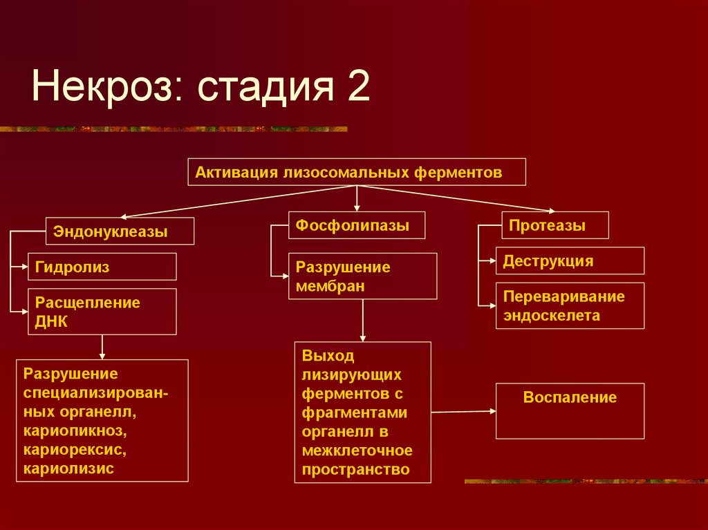 Исходы некроза схема