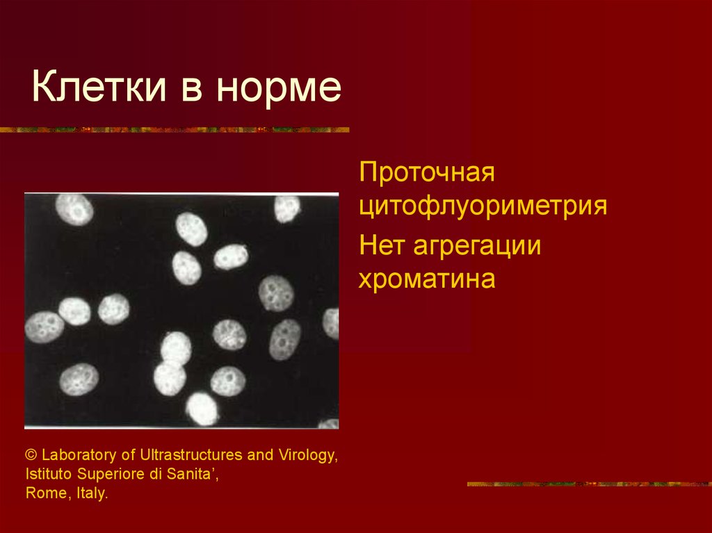 Клетка норм. Изолированные клетки. Норма клеток. Что такое нормальные клеточные вариации.