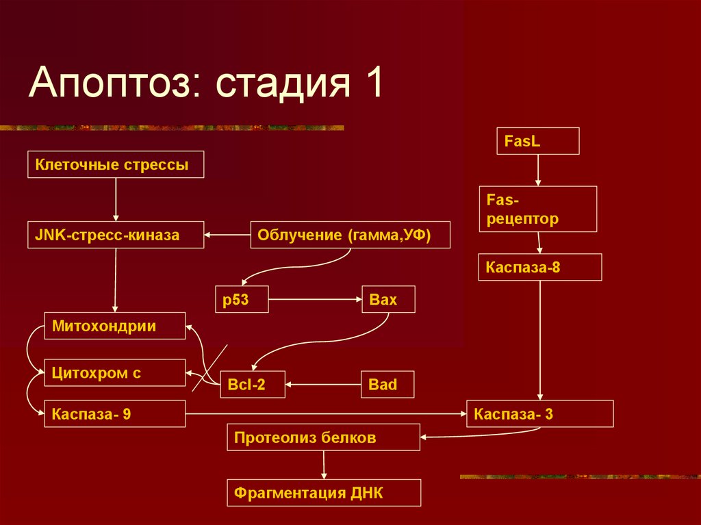 Апоптоз патанатомия презентация