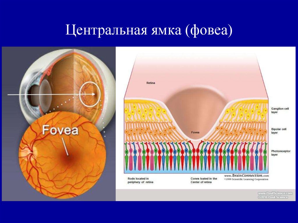 Схема строения макулы