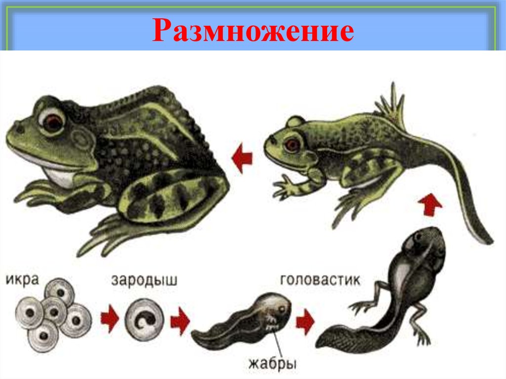 Размножение