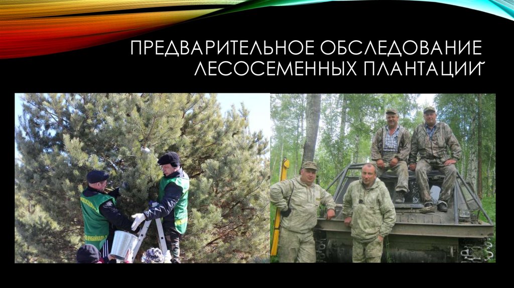 предварительное обследование лесосеменных плантаций