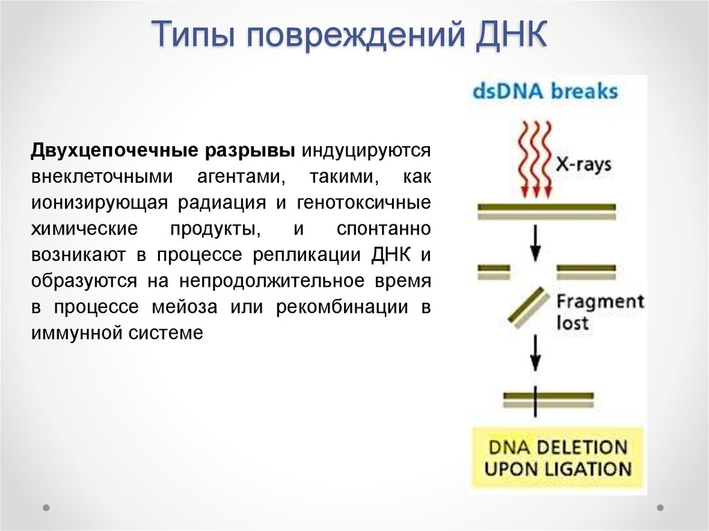 Разрыв цепи днк. Причины и механизмы повреждения ДНК. Основные типы повреждения ДНК. Типы репарации ДНК. Факторы вызывающие повреждения ДНК.
