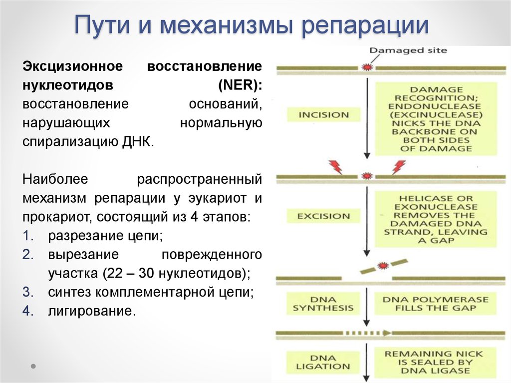 Репарация это простыми словами