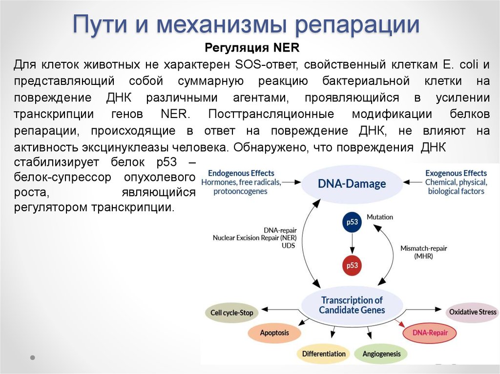 Источник взимания репараций по плану юнга