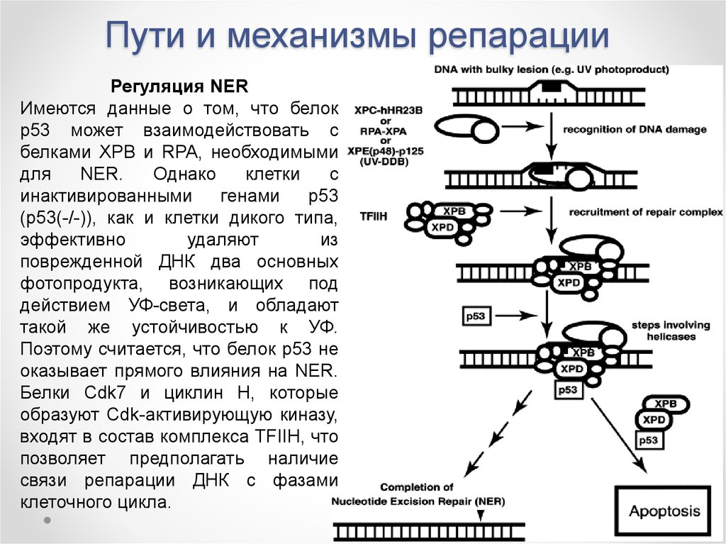 Репарация что это такое