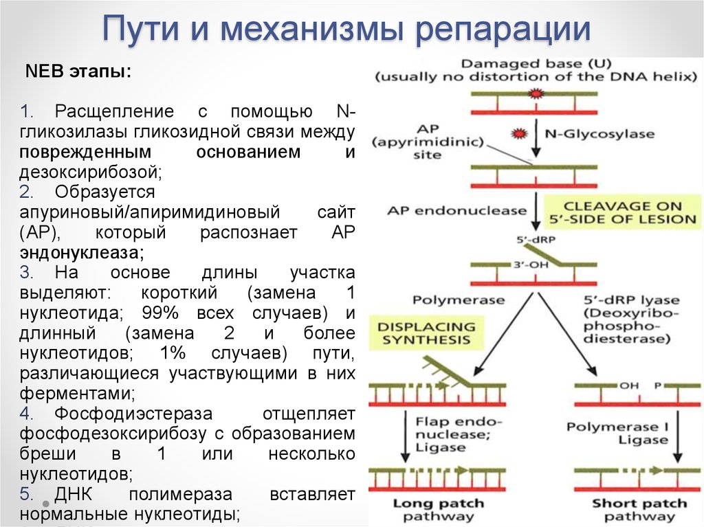 Репарация границ