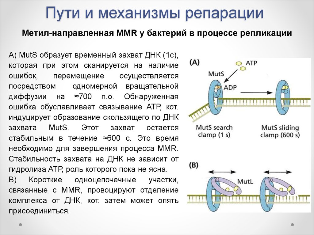 Репарация это простыми словами