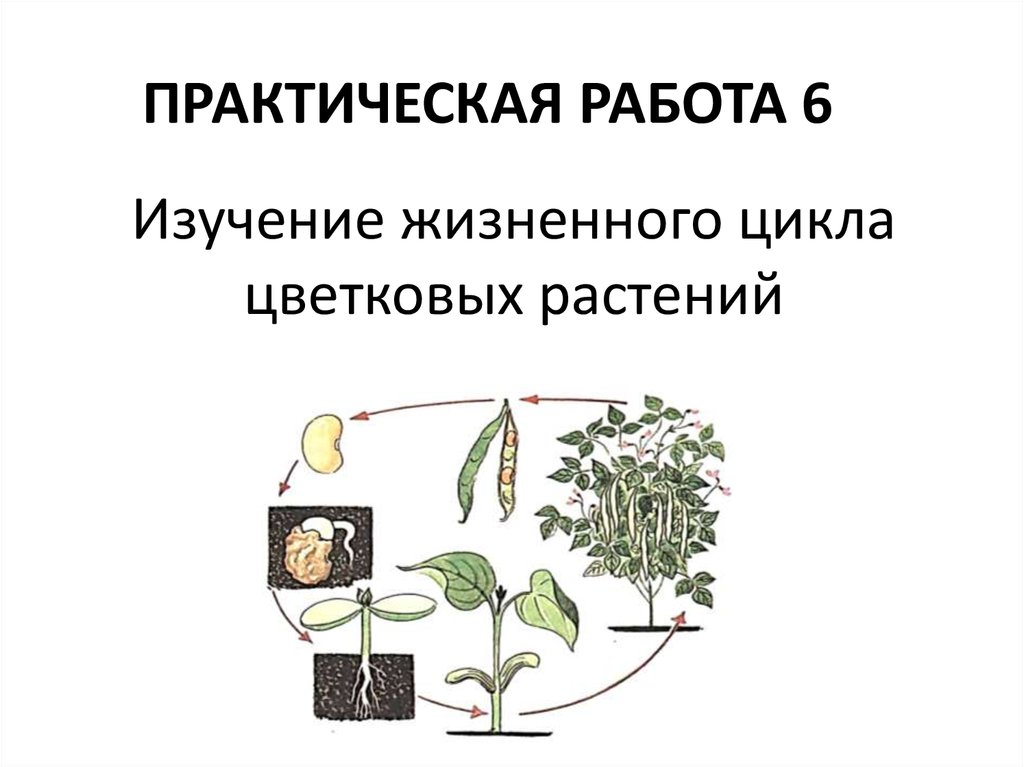 Определите последовательность развития растения