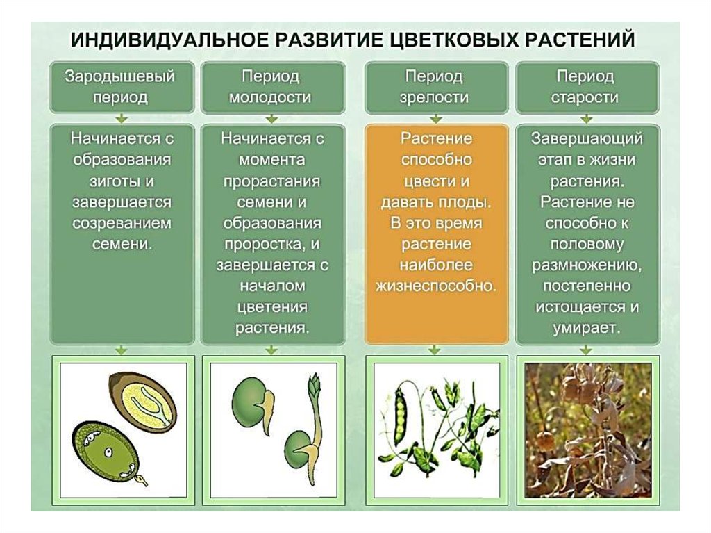 Схема индивидуальное развитие растения