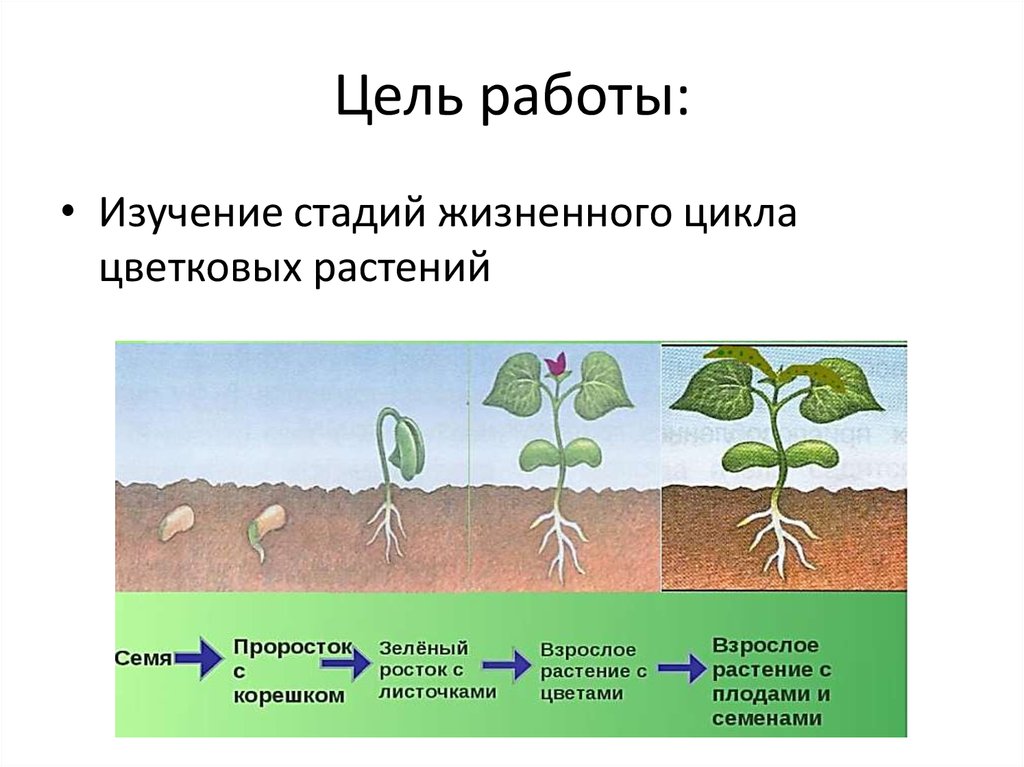 Стадии цикла растений