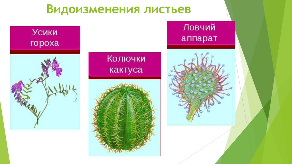 Презентация видоизменения листьев