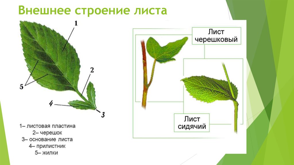 Презентация внешнее строение листа 6 класс фгос пасечник