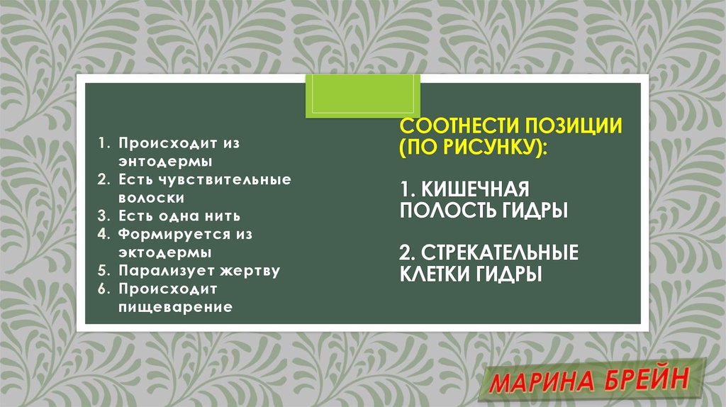 Соотнести позиции (по рисунку): 1. кишечная полость гидры 2. стрекательные клетки гидры