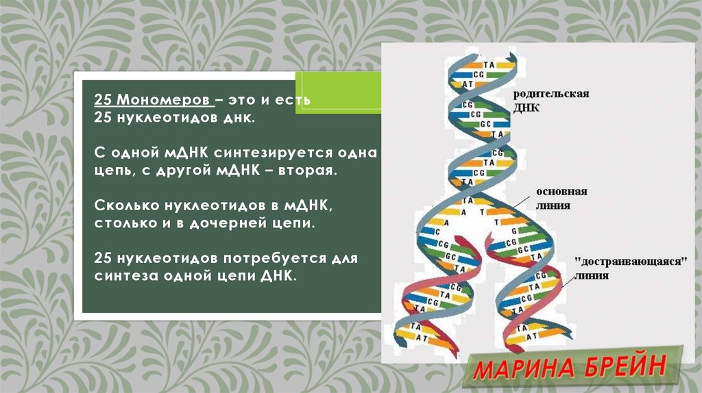 Днк 25. ДНК ЕГЭ биология. Задачи на ДНК ЕГЭ. Задание ЕГЭ по биологии про ДНК. Цепи ДНК ЕГЭ.