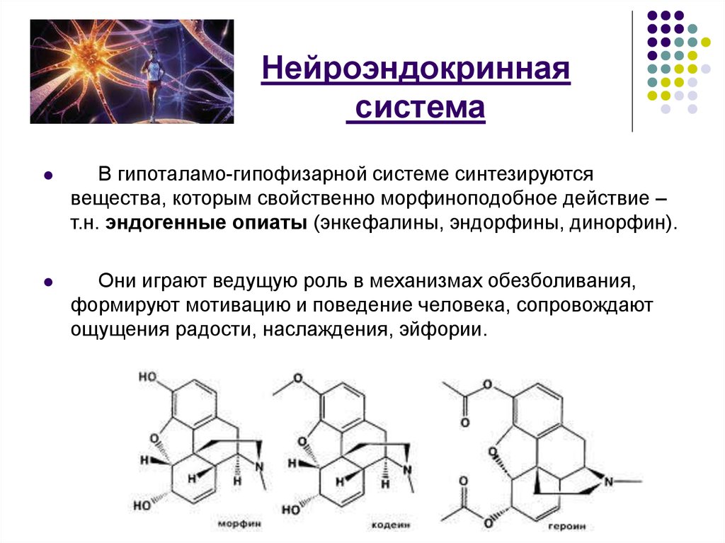 Какое чувство в человеке вызывает гормон эндорфин. Эндорфин гормон формула. Нейроэндокринная система. Эндорфины химическая природа. Механизм образования эндорфинов.