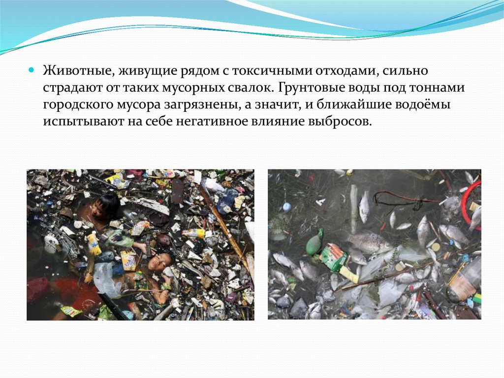 Влияние пластиков на окружающую среду. Влияние бытовых отходов на организм человека. Влияние свалок на окружающую среду.
