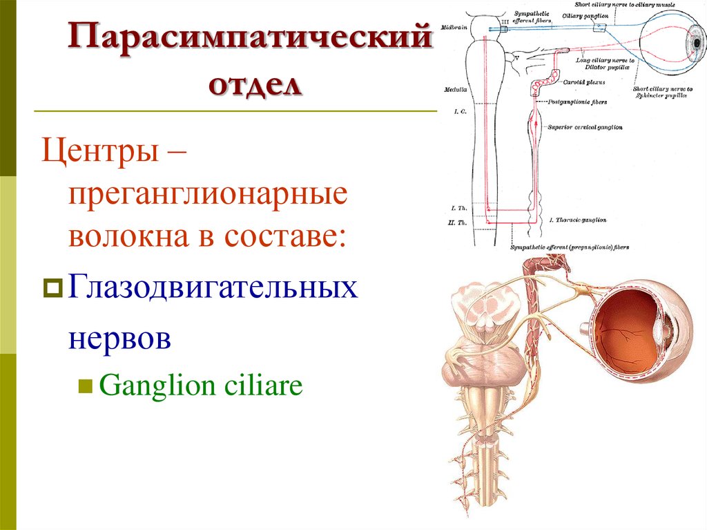 Парасимпатическая слюна. Парасимпатические волокна глазодвигательного нерва. Периферический отдел вегетативной нервной системы. Преганглионарные парасимпатические волокна. Парасимпатический отдел презентация.