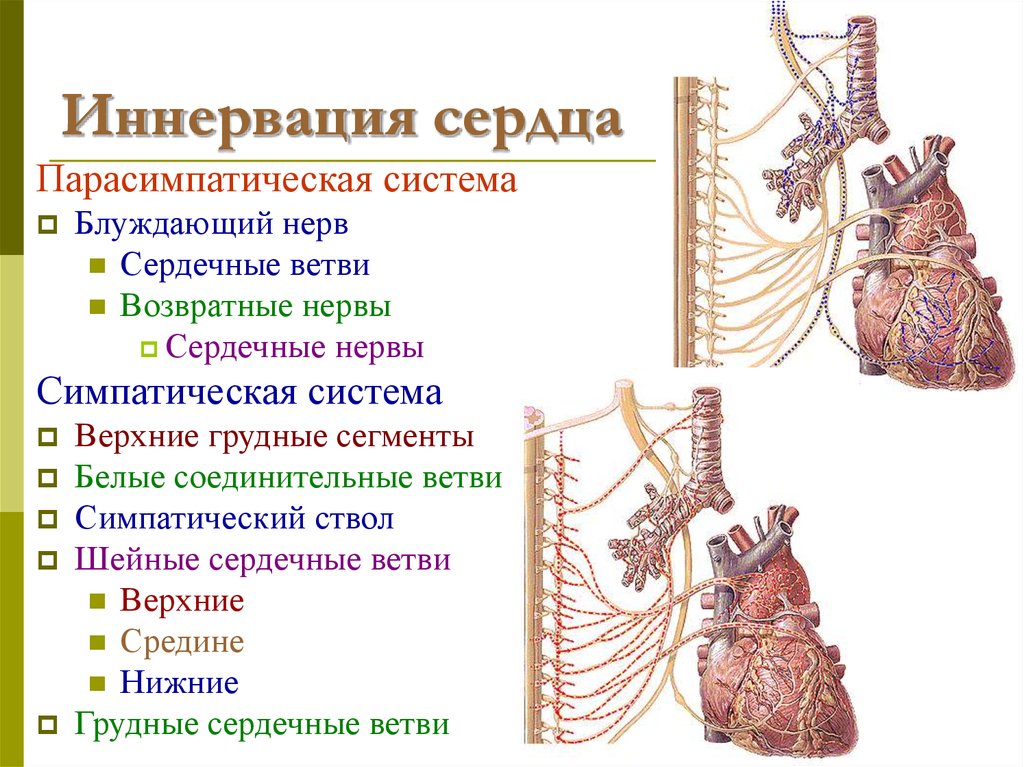 Блуждающий нерв эффекты. Парасимпатическая иннервация сердца физиология. Источники иннервации сердца. Схема парасимпатической иннервации сердца. Вегетативная иннервация сердца физиология.