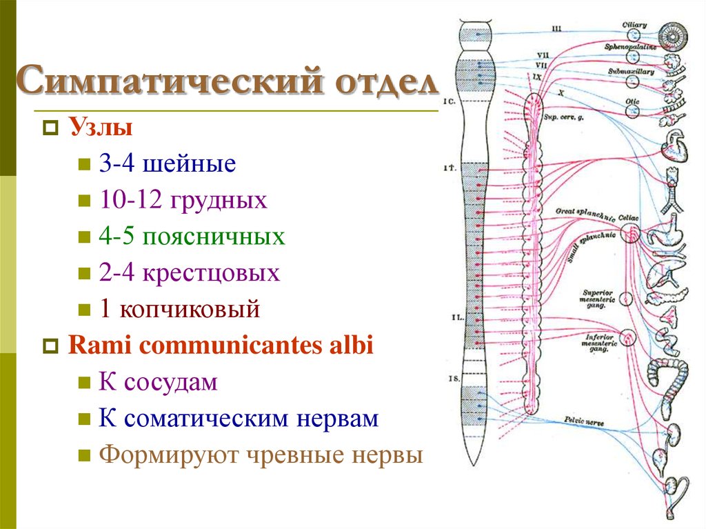 Нервные узлы и нервные стволы. Топография симпатического ствола схема. Грудной отдел симпатической части вегетативной нервной системы. Грудной отдел симпатического ствола схема. Симпатическая нервная система грудной отдел.