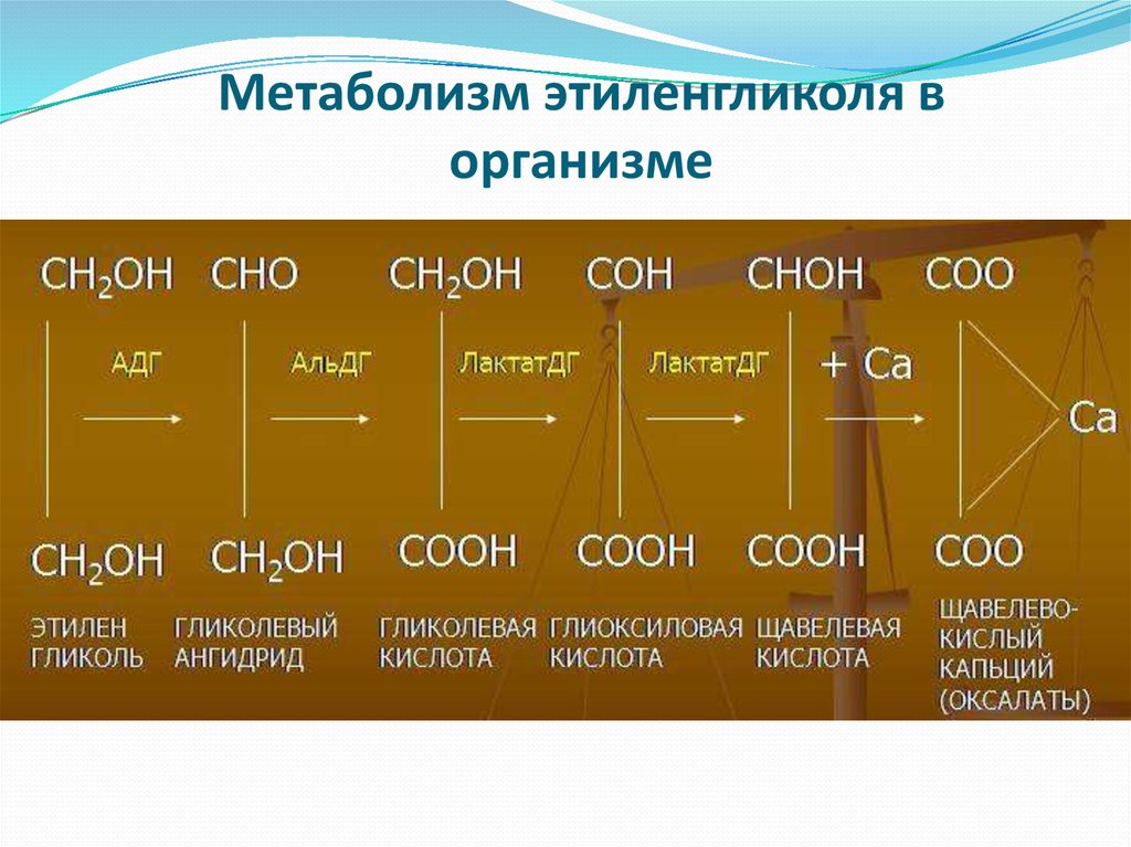 Этиленгликоль кислота. Метаболизм этиленгликоля в организме. Метаболиты этиленгликоля. Биотрансформация этиленгликоля. Биотрансформация этиленгликоля в организме.