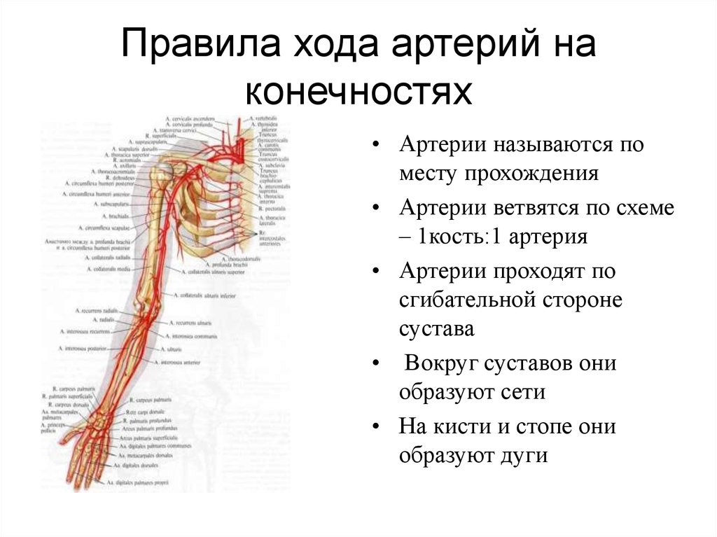 Какую функцию выполняет артерия в процессе кровообращения. Ход артерий. Ангиология схемы.