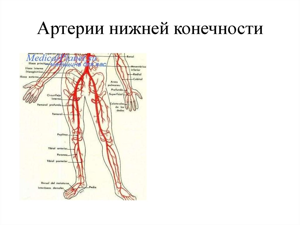 Вены и артерии схема