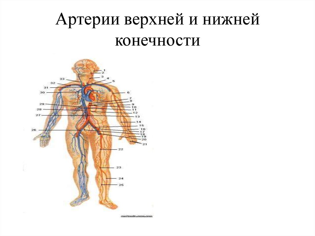 Артерии верхней конечности анатомия презентация