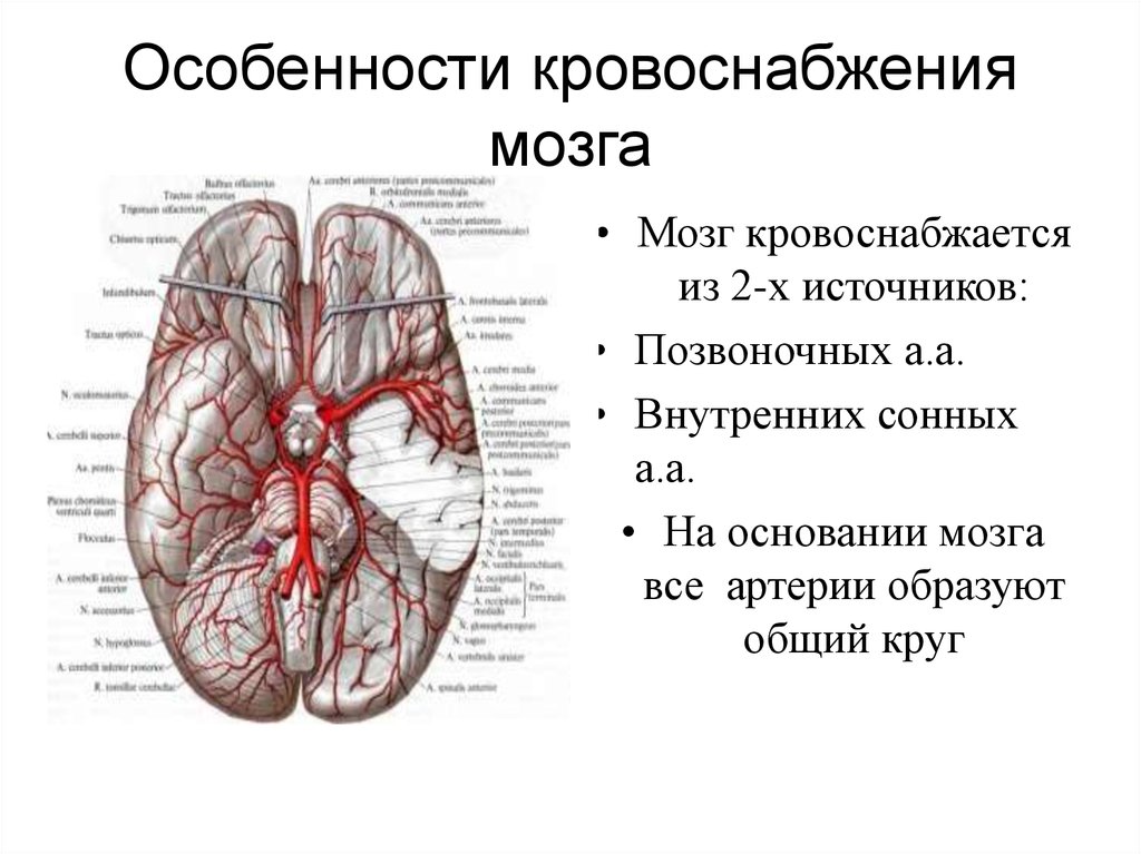 Какая артерия кровоснабжает мозг. Особенности кровоснабжения головного мозга. Особенности кровообращения головного мозга физиология. Особенности кровообращения мозга и сердца физиология. Особенности кровоснабжения головного мозга физиология.