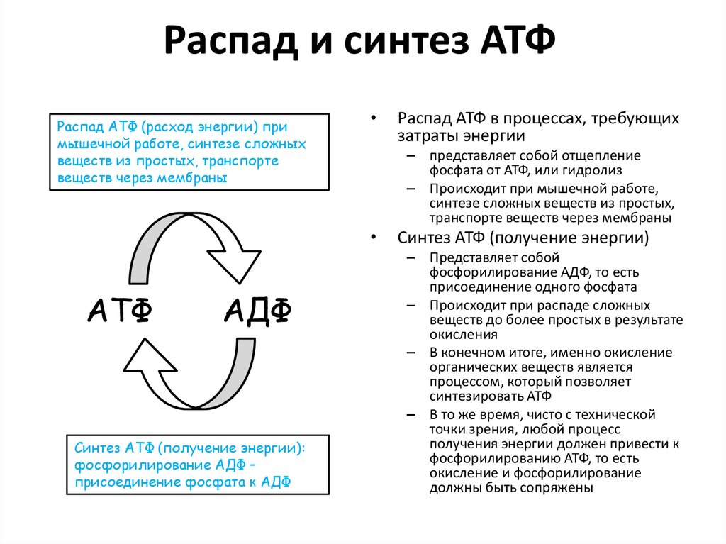 Синтез номер. Процессы требующие затрат энергии АТФ. Механизм распада АТФ. Синтез и распад АТФ. Синтез АТФ из АДФ.