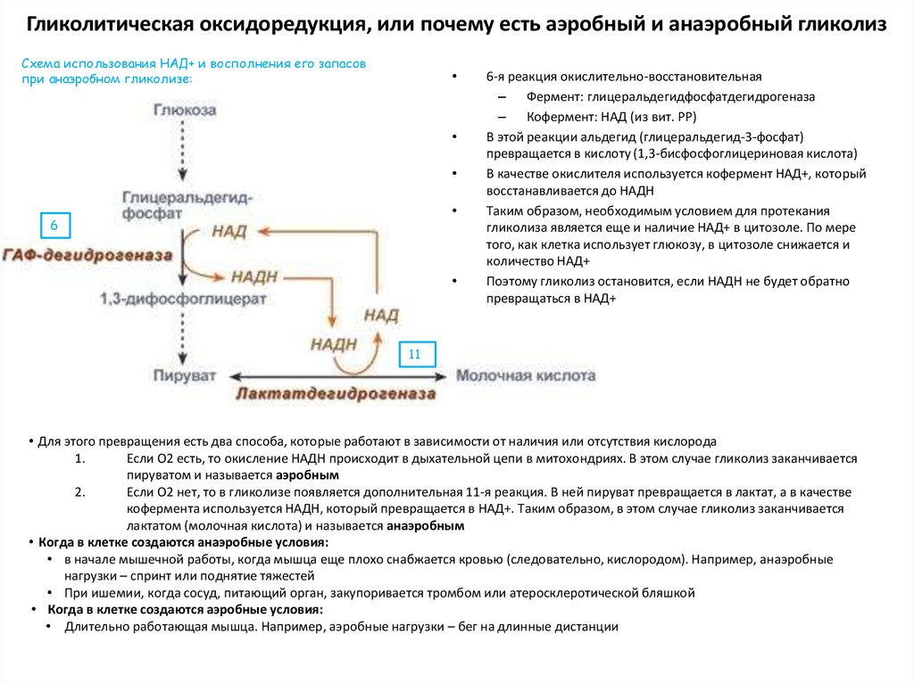 Анаэробный гликолиз. Гликолитическая оксидоредукция биохимия. Биологическая роль гликолитической оксидоредукции. Гликолиз биохимия гликолитическая оксидоредукция. Продукт гликолиза в анаэробных условиях.