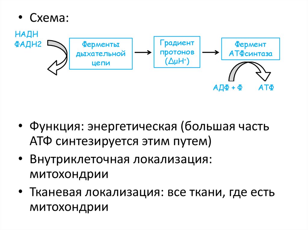 Хемиосмотическая теория митчелла схема