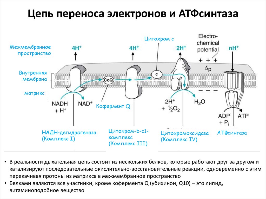 Цепь электрон. Полная схема митохондриальной цепи переноса электронов. Цепь переноса электронов в митохондриях схема. 1 Комплекс цепи переноса электронов. Цепь переноса электронов комплексы 1 и 2.