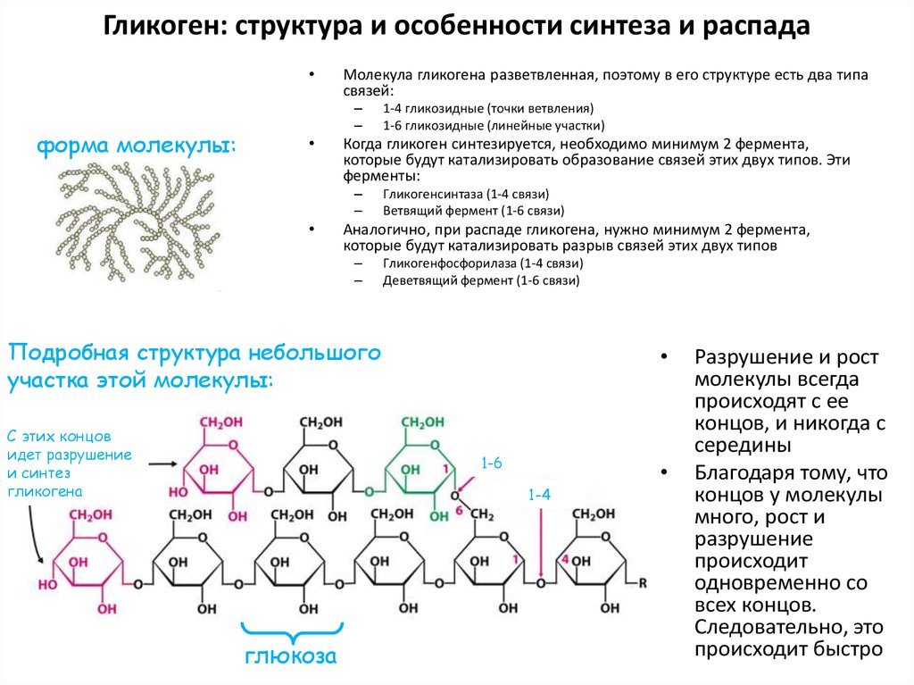 Крахмал запасный углевод растений