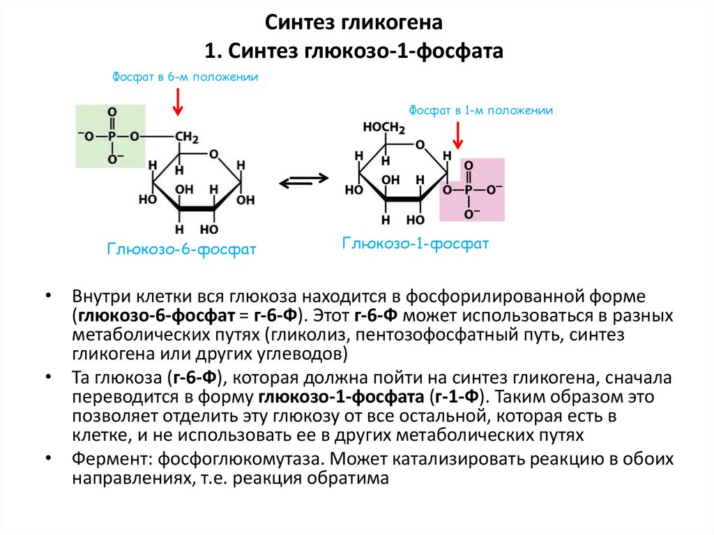 Процессы синтеза называется. Глюкозо 1 фосфат фосфоглюкомутаза. Глюкозо-6-фосфатаза катализирует реакцию. Гликоген глюкозо 1 фосфат. Фермент глюкозо-6-фосфатаза катализирует реакцию.