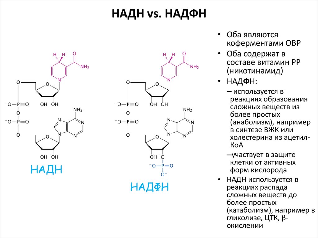 Почему h 2. Формула НАДН биохимия. Надфн2. Надн2 формула биохимия. Надфн2 кофермент.