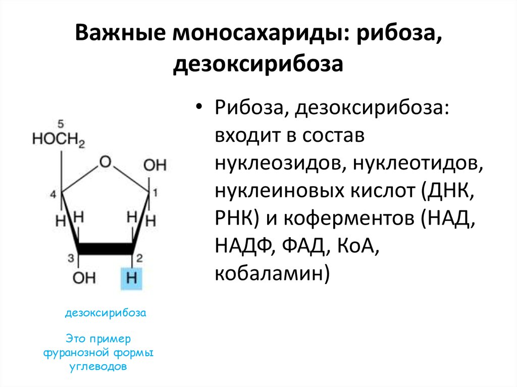 Функции рибозы