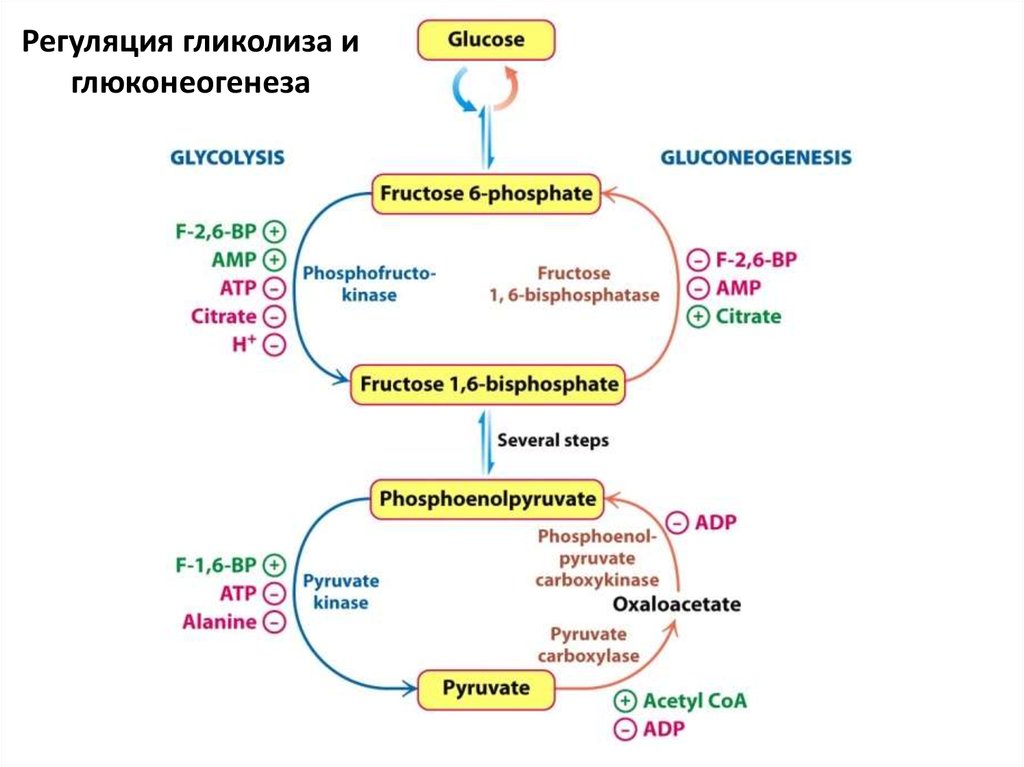 Регуляторные реакции глюконеогенеза. Схема глюконеогенеза биохимия. Регуляторный фермент глюконеогенеза. Схема метаболической и гормональной регуляции глюконеогенеза.