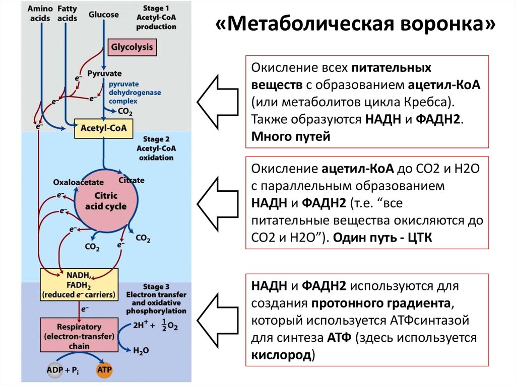 Реакции обмена углеводов. Схема метаболизма углеводов. Метаболическая воронка. Точка метаболизма. Метаболизм хм.