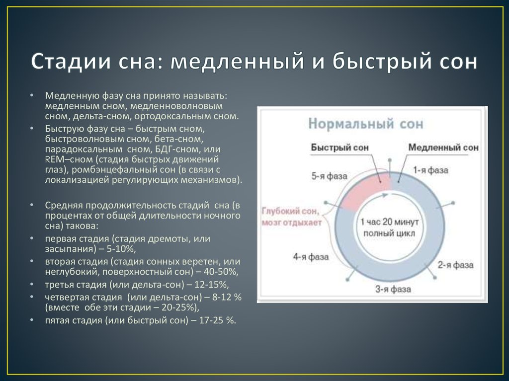 3 герца для сна. Фазы сна. Фаза быстрого сна. Фазы сна быстрый и медленный сон. Медленная и быстрая фазы СН.