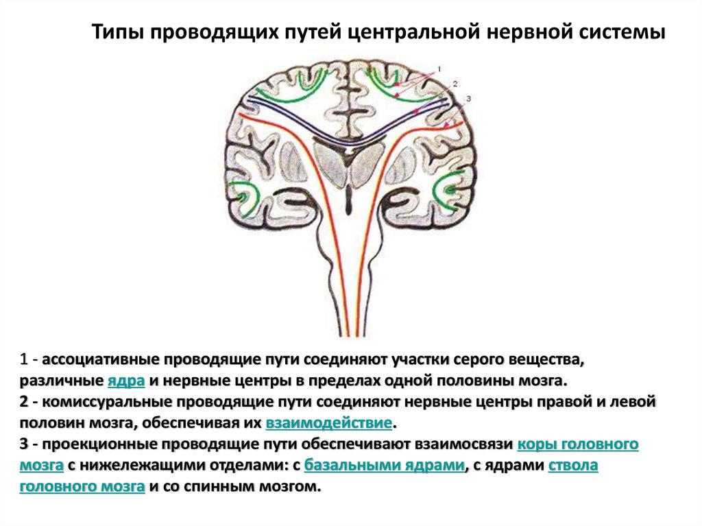 Группы проводящих путей. Классификация проводящих путей в ЦНС. Комиссуральные пути.. Типы проводящих путей центральной нервной системы. Ассоциативные проводящие пути головного мозга. Ассоциативные проводящие пути центральной нервной системы.