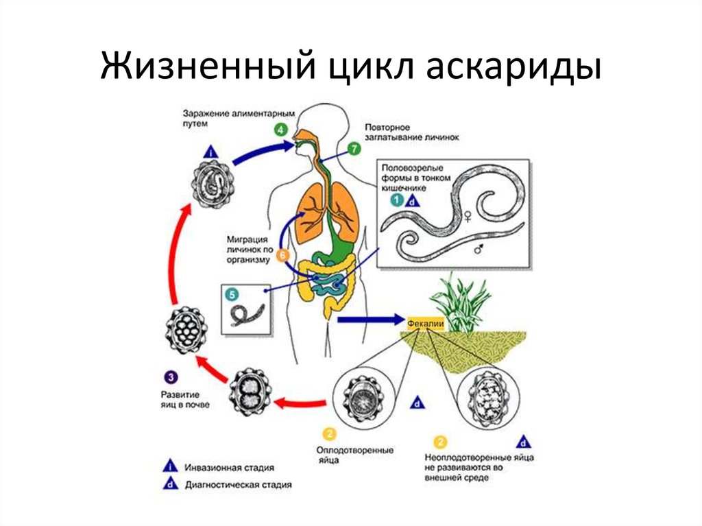 Стадия жизненного цикла червя. Схема миграции личинок аскариды в теле человека. Цикл развития круглых червей схема. Цикл развития аскариды цепочка. Тип круглые черви цикл развития аскариды.