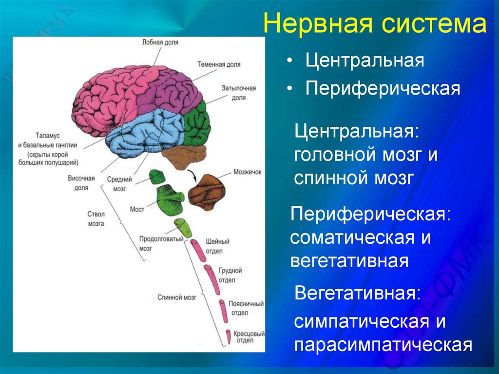 Нервные центры высших функций