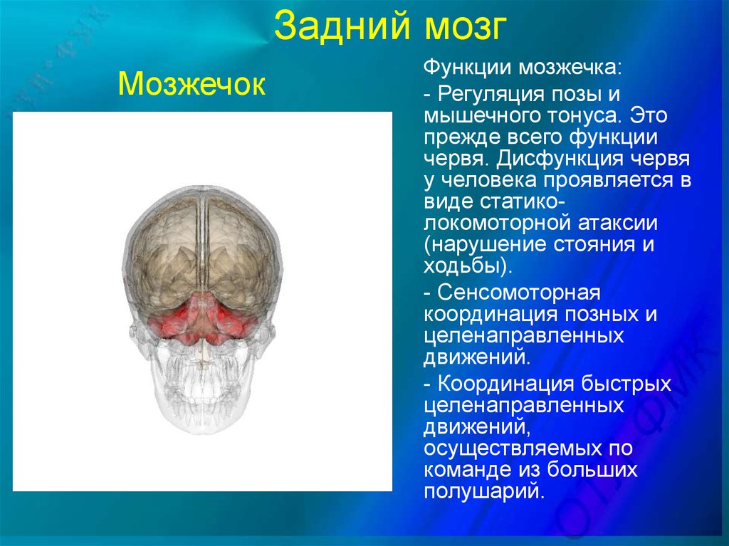 Череп мозговой нерв