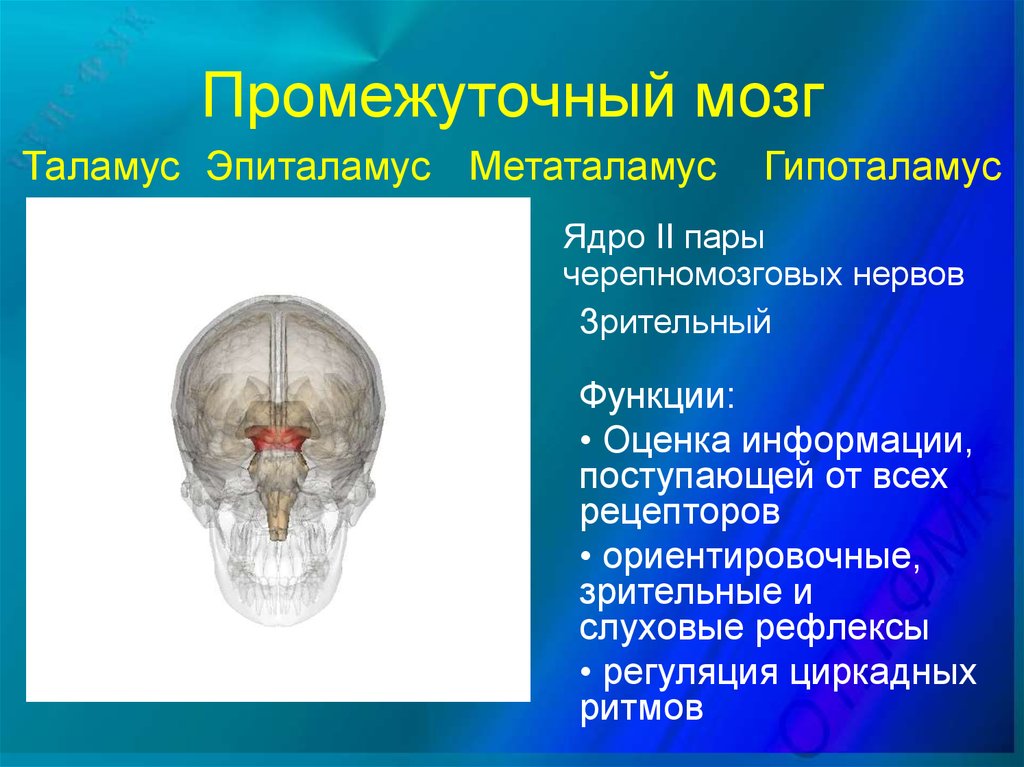 Нервы промежуточного мозга. Таламус и метаталамус. Промежуточный мозг. Промежуточный мозг таламус.