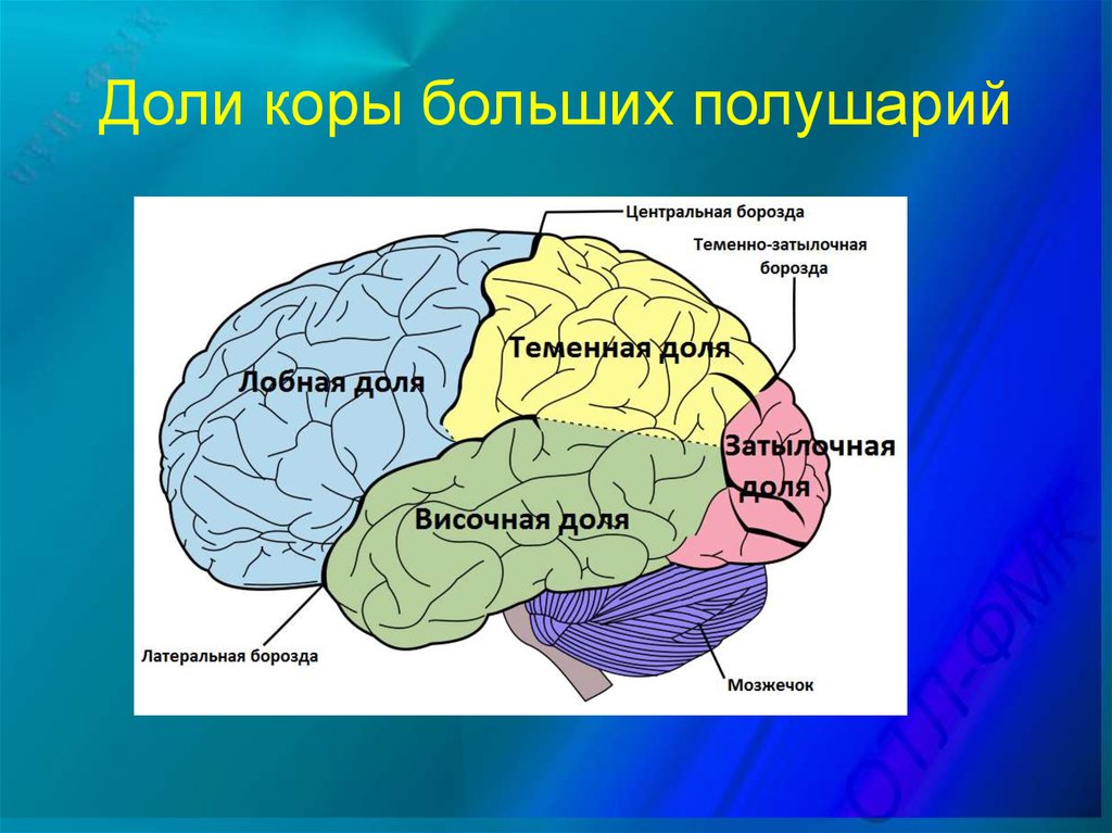 Нервные центры больших полушарий головного мозга. Доли коры больших полушарий мозга. Корковые зоны больших полушарий головного мозга. Основная функция первичных полей коры больших полушарий мозга это. Доли коры.