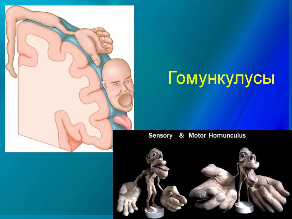 Человек пенфилда рисунок