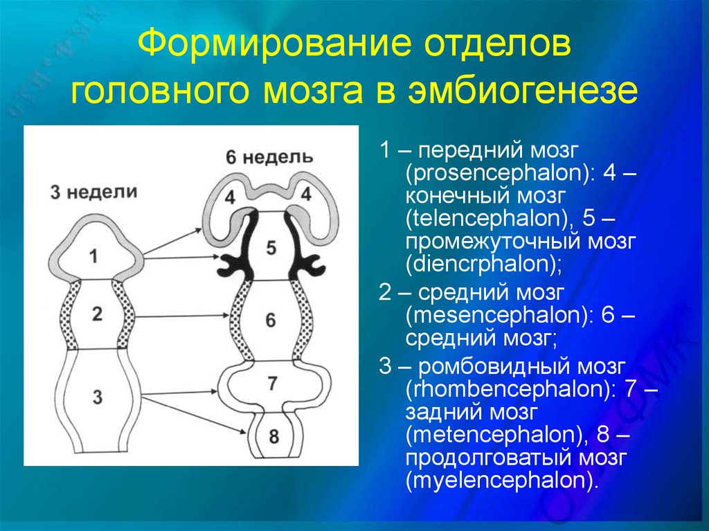 Формирование отделов. Ромбовидный мозг формируется. Развитие теленцефалон. Диморфное развитие головного. Из Мезенцефалон формируется.