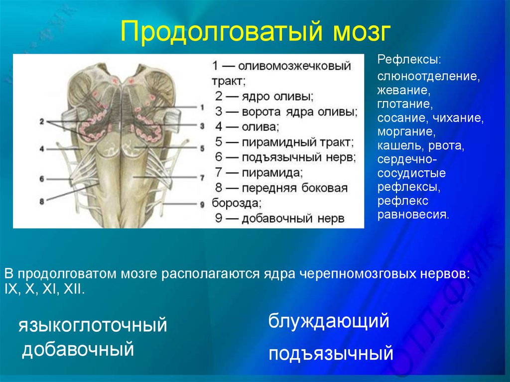 Капилляр щитовидной железы продолговатый мозг. Строение продолговатого мозга Анат. Вентральная поверхность продолговатого мозга. Продолговатый мозг анатомия функции. Ядра Нижнего отдела продолговатого мозга.